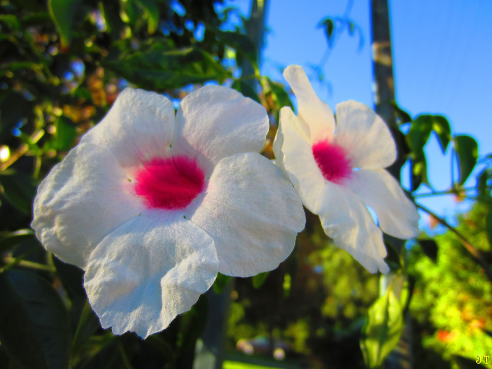 pink_white_flowers
